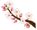 桜kaika.png