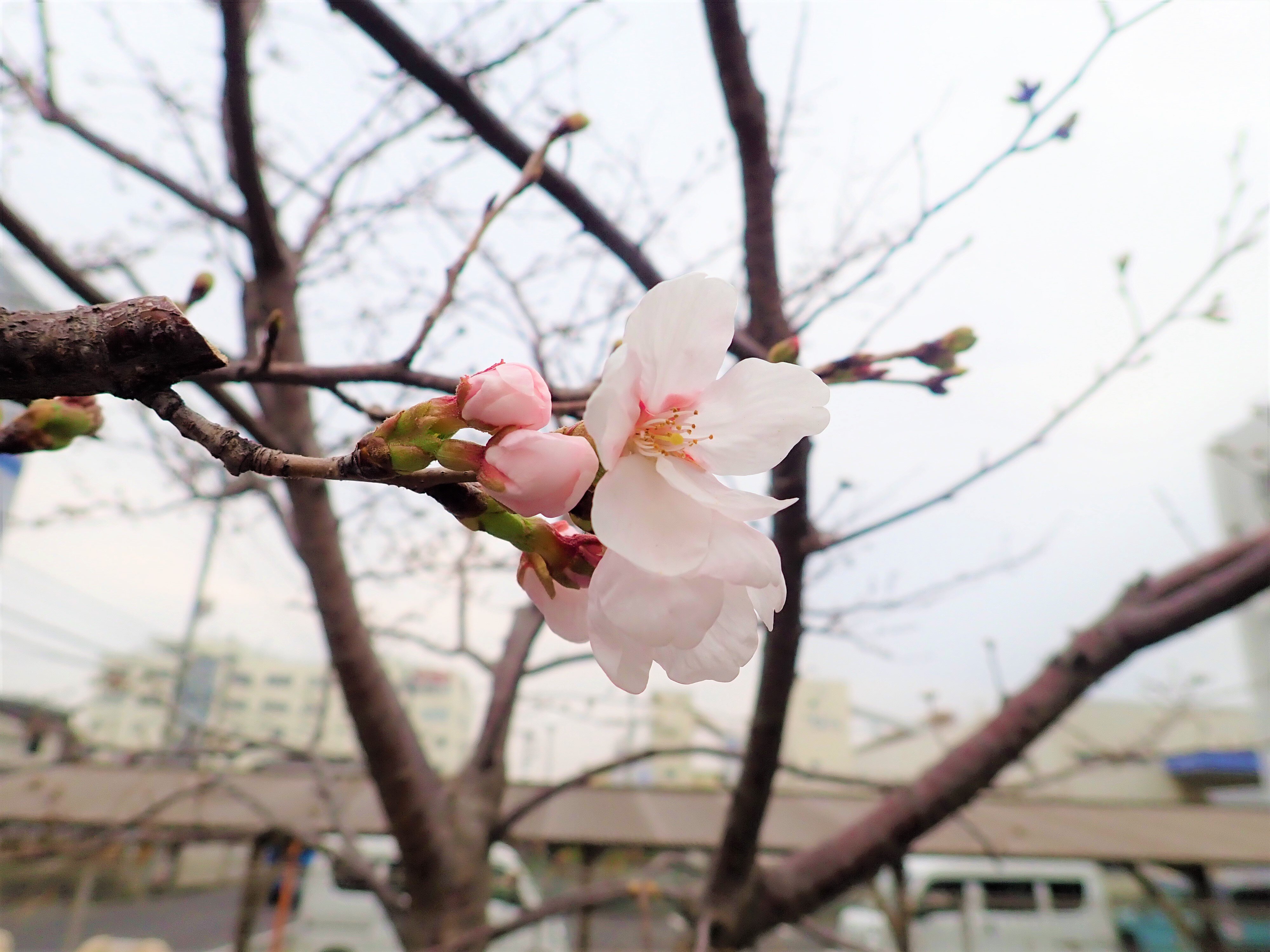 定点撮影の桜.jpg